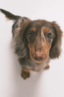 Women'secret Pijama camisero largo 100% algod&oacute;n estampado rayas y perritos^Mujer Pijamas